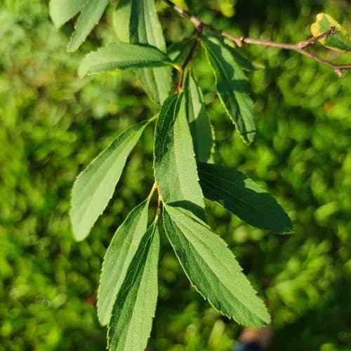 Reeve's spiraea (Spiraea cantoniensis)-i