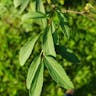 コデマリ（小手毬） (Spiraea cantoniensis)-i