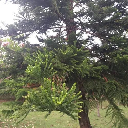 ナンヨウスギ（南洋杉） (Araucaria cunninghamii)-i