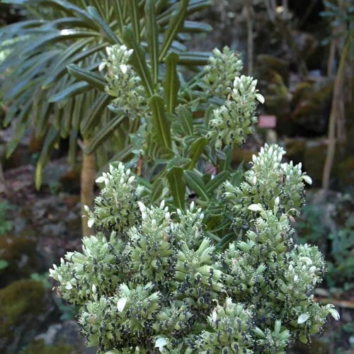 オオハマギキョウ（大浜桔梗） (Lobelia boninensis)-i