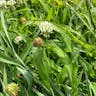 Arrowleaf clover (Trifolium vesiculosum)-i