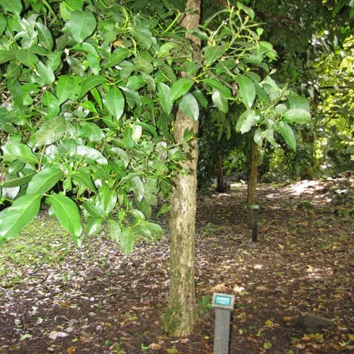 マンゴスチン (Garcinia mangostana)-i