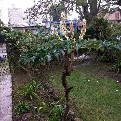 カミヤツデ（紙八手） (Tetrapanax papyrifer)-i