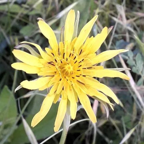 キバナムギナデシコ（黄花麦撫子） (Tragopogon pratensis)-i