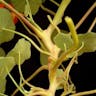 Garden nasturtium (Tropaeolum majus)-i