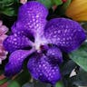 ヒスイラン（翡翠蘭） (Vanda coerulea)-i