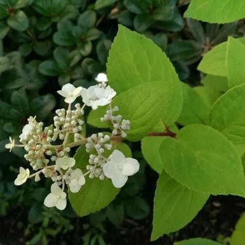 ツルアジサイ（蔓紫陽花） (Hydrangea petiolaris)-i