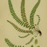 トラノオシダ（虎尾羊歯） (Asplenium incisum)-i