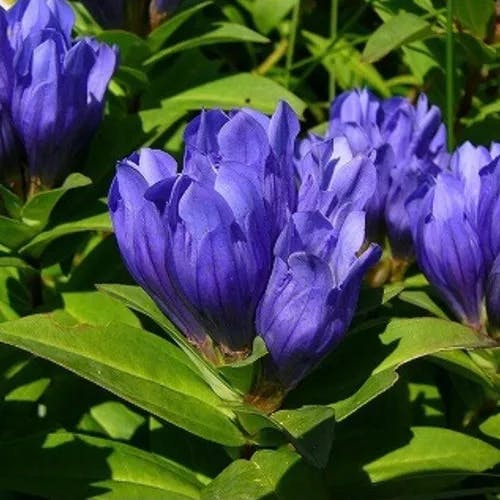 エゾリンドウ（蝦夷竜胆） (Gentiana triflora)-i