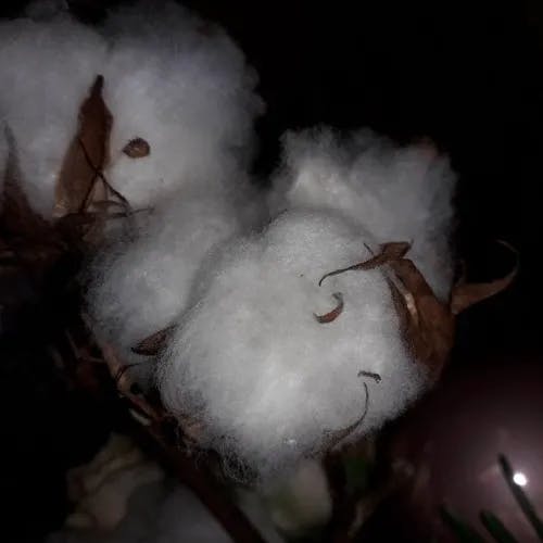 American cotton (Gossypium hirsutum)-i