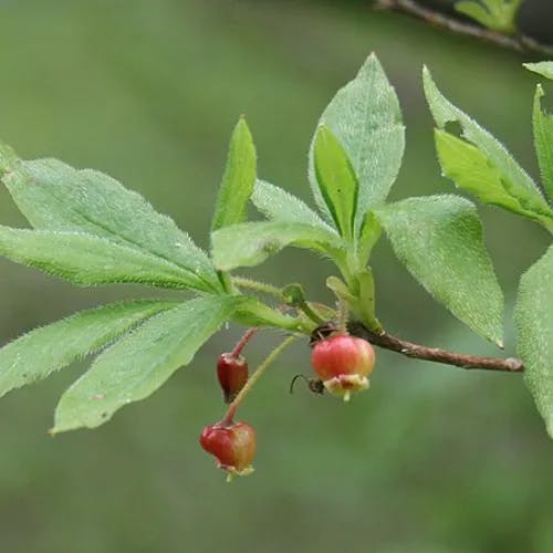 コヨウラクツツジ（小瓔珞躑躅） (Rhododendron pentandrum)-i