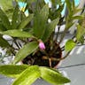 Pink rock orchid (Dendrobium kingianum)-i