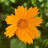 Lobed tickseed (Coreopsis auriculata)-i