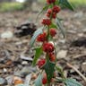 Common orache (Atriplex patula)-i