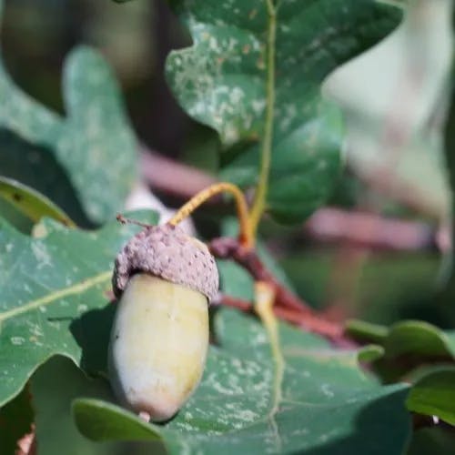 Engelmann oak (Quercus engelmannii)-i