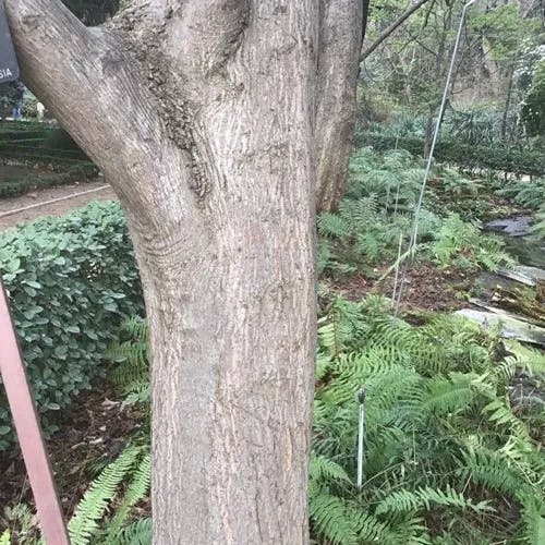 イタヤカエデ（板屋楓） (Acer pictum)-i