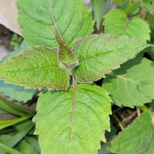 タイマツバナ（松明花） (Monarda didyma)-i