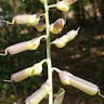 Rattlebox (Crotalaria retusa)-i