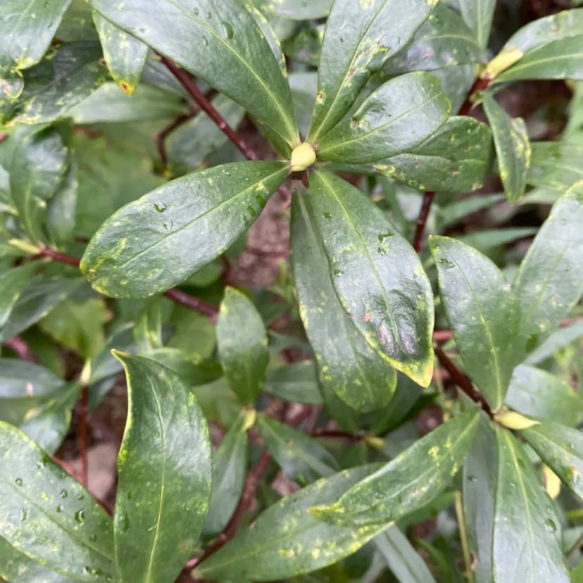 Japanese ternstroemia (Ternstroemia gymnanthera)-i