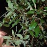 Canyon live oak (Quercus chrysolepis)-i