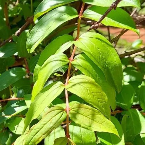 ドクウツギ（毒空木） (Coriaria japonica)-i