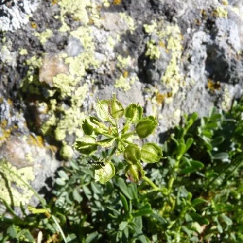 トキワマガリバナ（常葉曲がり花） (Iberis sempervirens)-i