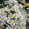 White heath aster (Symphyotrichum ericoides)-i