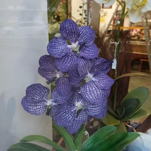 ヒスイラン（翡翠蘭） (Vanda coerulea)-i