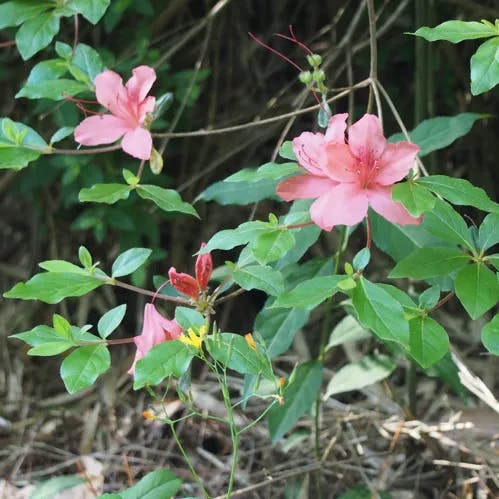 アケボノツツジ（曙躑躅） (Rhododendron pentaphyllum var. shikokianum)-i