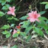 アケボノツツジ（曙躑躅） (Rhododendron pentaphyllum var. shikokianum)-i