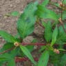 Jesusplant (Persicaria maculosa)-i