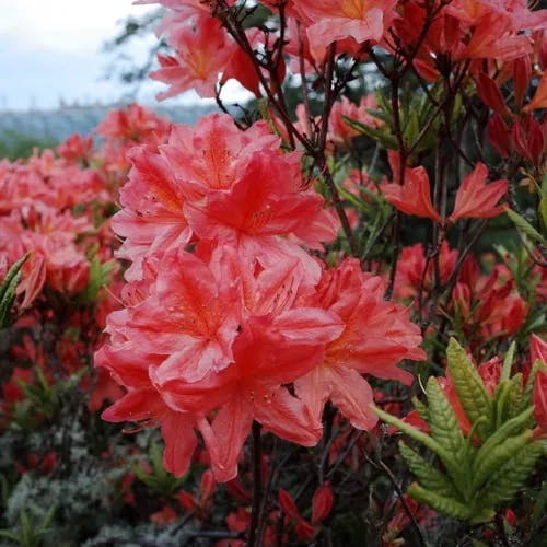 トウレンゲツツジ（唐蓮華躑躅） (Rhododendron molle)-i