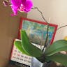 Christmas orchid (Cattleya trianae)-i