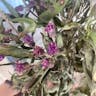 Western ironweed (Vernonia baldwinii)-i