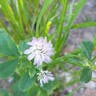 ヒナツメクサ（雛詰草） (Trifolium resupinatum)-i