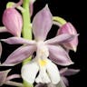 キリシマエビネ（霧島海老根） (Calanthe aristulifera)-i