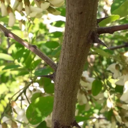 アカシア (Robinia pseudoacacia)-i