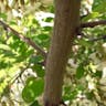 アカシア (Robinia pseudoacacia)-i