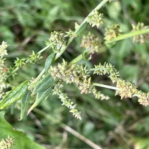 Common orache (Atriplex patula)-i