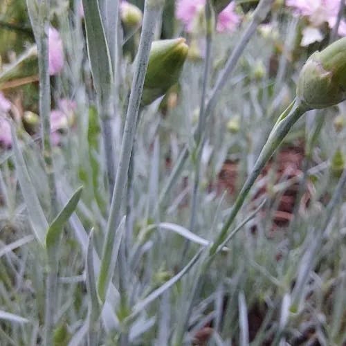 トコナデシコ（常撫子） (Dianthus plumarius)-i