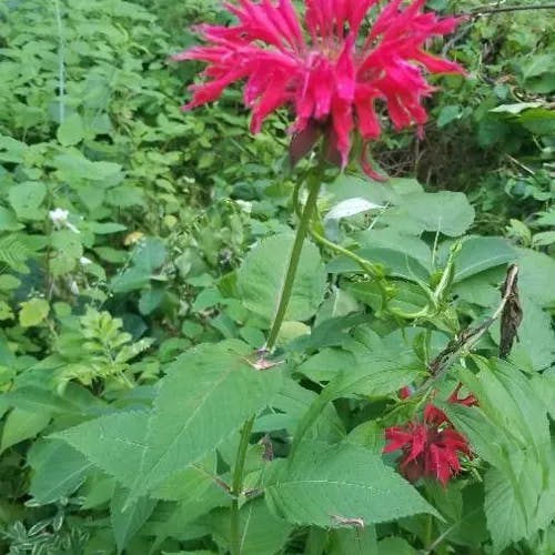 タイマツバナ（松明花） (Monarda didyma)-i