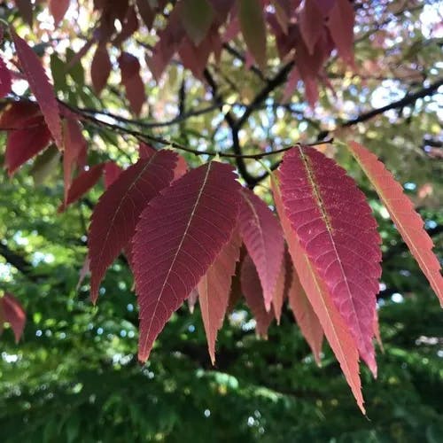 ケヤキ（欅） (Zelkova serrata)-i