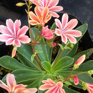 Siskiyou lewisia