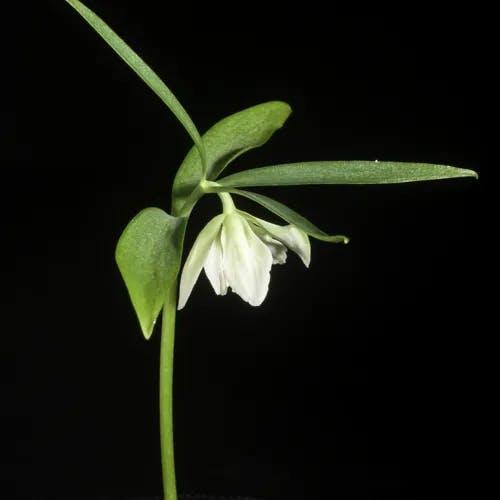 イズモコバイモ（出雲小貝母） (Fritillaria ayakoana)-i