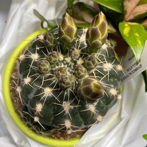 Spider cactus (Gymnocalycium denudatum)-i