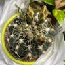 Spider cactus (Gymnocalycium denudatum)-i