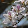 ムラサキソシンカ（紫蘇芯花） (Bauhinia purpurea)-i