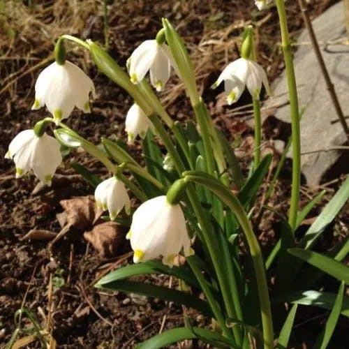 Spring snowflake (Leucojum vernum)-i