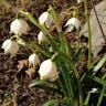 Spring snowflake (Leucojum vernum)-i