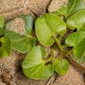 ハマヒルガオ（浜昼顔） (Calystegia soldanella)-i